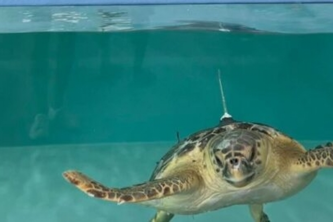 Manfredonia: nuovo centro per il recupero delle tartarughe marine 